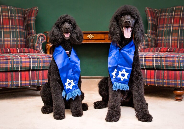 two black poodles wearing the Star of David - pet portraits | Colorado outdoor wedding elopement engagement photography Denver, Rocky Mountains, Wyoming